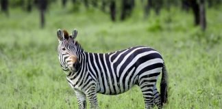 FRANSA’DA ZEBRA ETİ SATIŞI POLEMİK OLDU