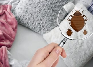 Paris ve İç Banliyölerinde Tahtakurusu Endişesi Artıyor